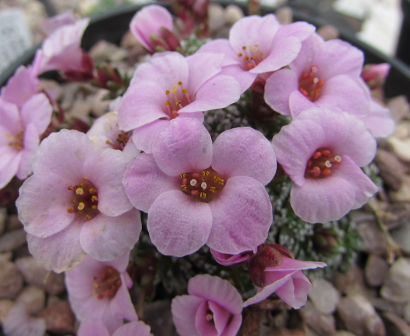 Saxifraga 'Martin Luther' 